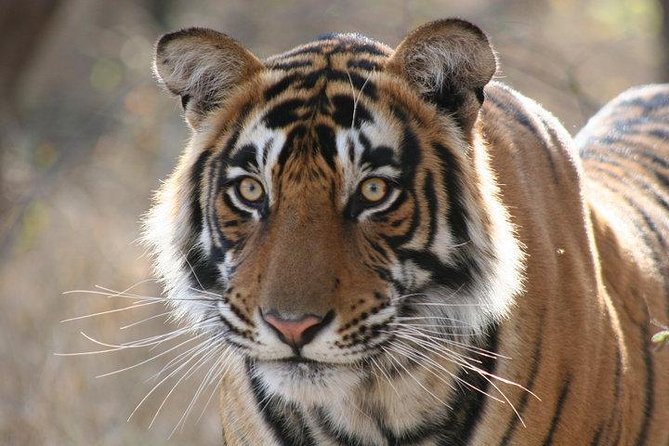 2-Day Private Tour to Ranthambhore Tiger Safari Tour from Jaipur - Key points to know before booking