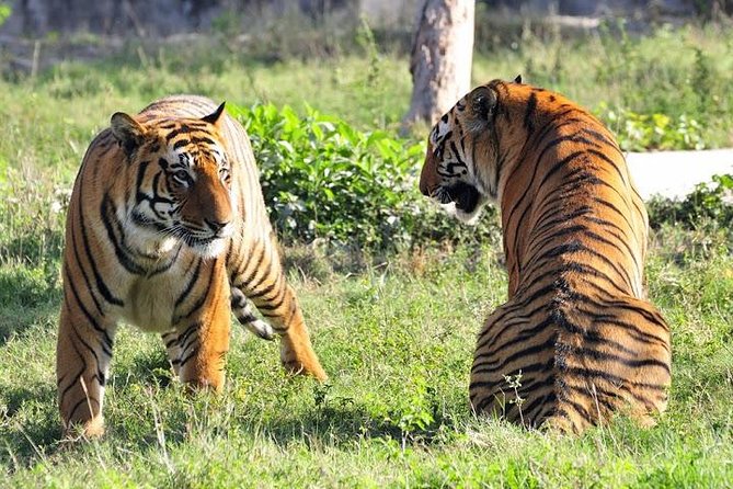 2-Day Private Tour to Ranthambhore Tiger Safari Tour from Jaipur - Why Ranthambore makes a strong Jaipur side trip