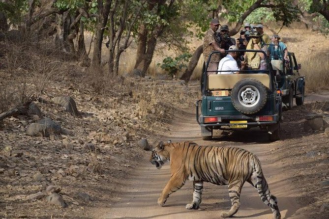2-Day Private Tour to Ranthambhore Tiger Safari Tour from Jaipur - Safety, comfort, and small practical details