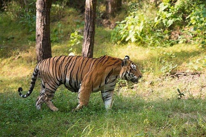 2-Day Private Tour to Ranthambhore Tiger Safari Tour from Jaipur - Leaving Jaipur at 8am