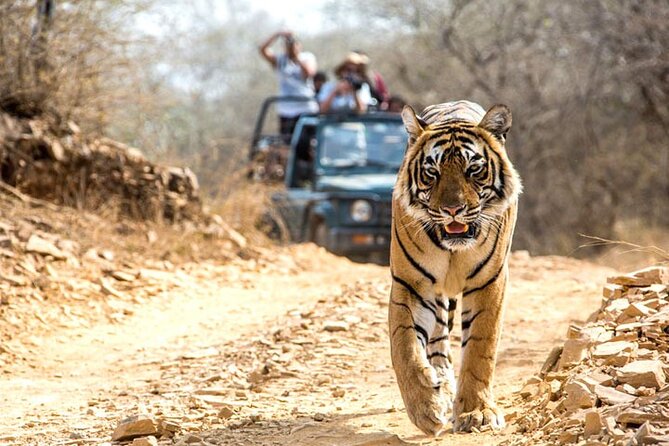 2-Days Private Ranthambhore Tiger Tour from Jaipur - Why two days makes sense for tiger country