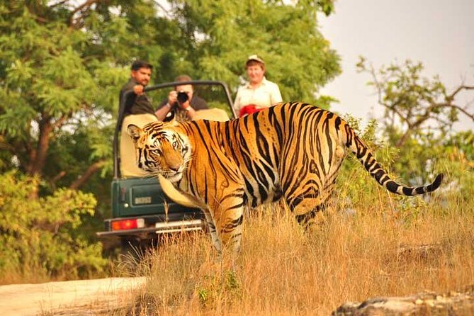 2-Days Private Ranthambhore Tiger Tour from Jaipur - The first afternoon safari
