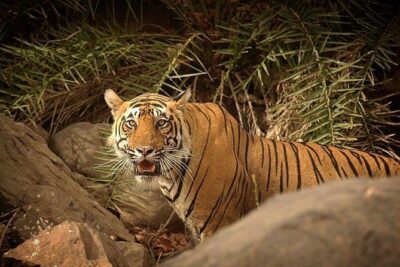 2-Days Private Ranthambhore Tiger Tour from Jaipur
