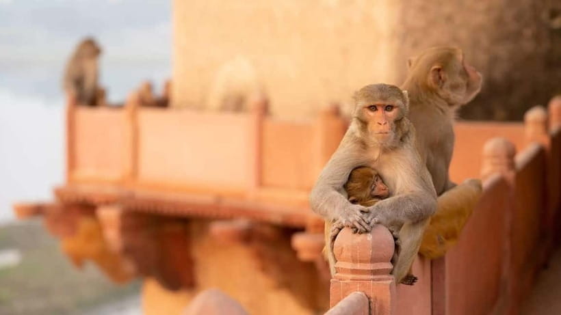 Agra: Monkey Safari Guided Walking Tour - Key points to know before you book