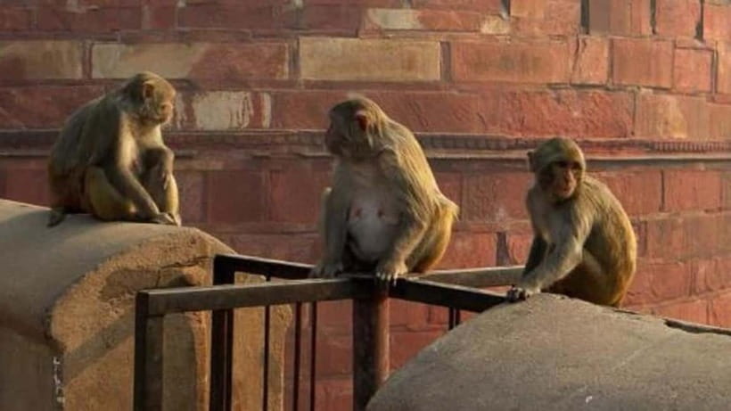 Agra: Monkey Safari Guided Walking Tour - Why this monkey walk feels different from a normal Agra tour