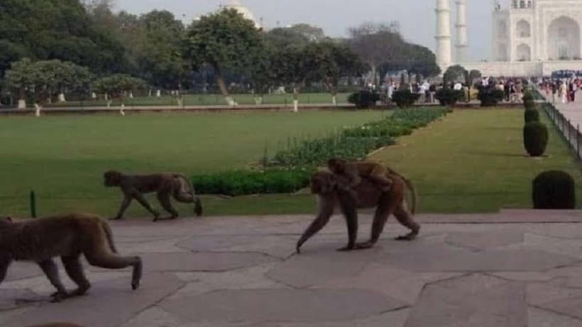 Agra: Monkey Safari Guided Walking Tour - Walking through temples, lanes, rooftops, and homes
