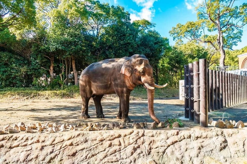Agra: Taj Mahal Sunrise Tour with Elephant Sanctuary - Wildlife SOS brings a different purpose to the day