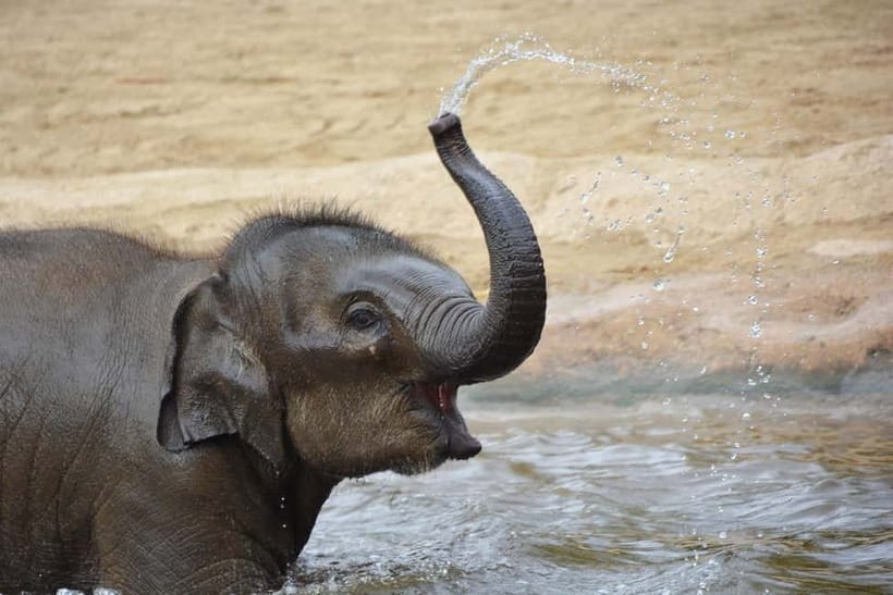 Agra: Taj Mahal Sunrise Tour with Elephant Sanctuary - Is the $4.67 price really the whole cost?