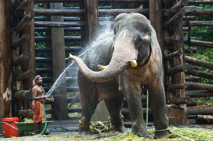 Agra: Taj Mahal Sunrise Tour with Elephant Sanctuary - Breakfast gives you a useful pause
