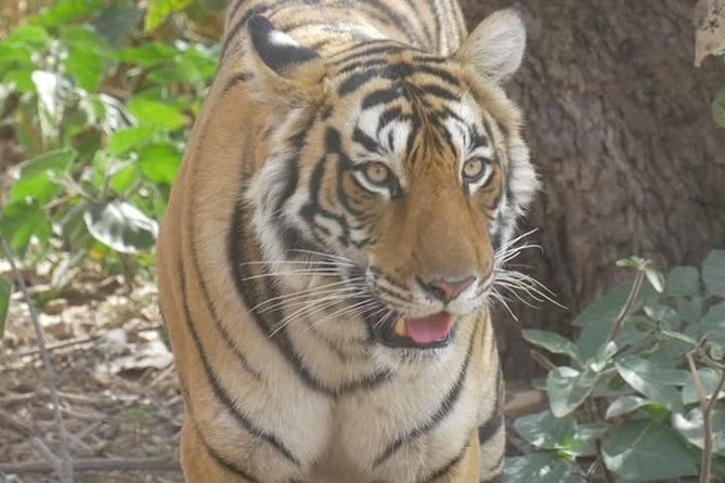 Canter Safari-Ranthambore National Park - What the three-hour canter safari feels like