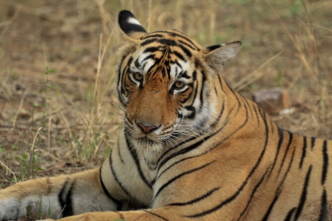 Canter Safari-Ranthambore National Park - How to prepare for a patient wildlife drive