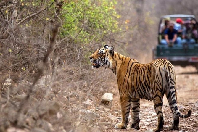 Canter Safari-Ranthambore National Park - Who will get the most from this safari