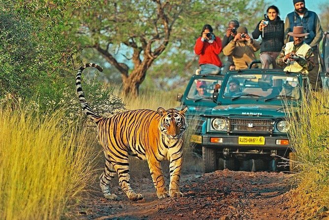 Canter Safari-Ranthambore National Park - Morning or afternoon: choosing the better departure