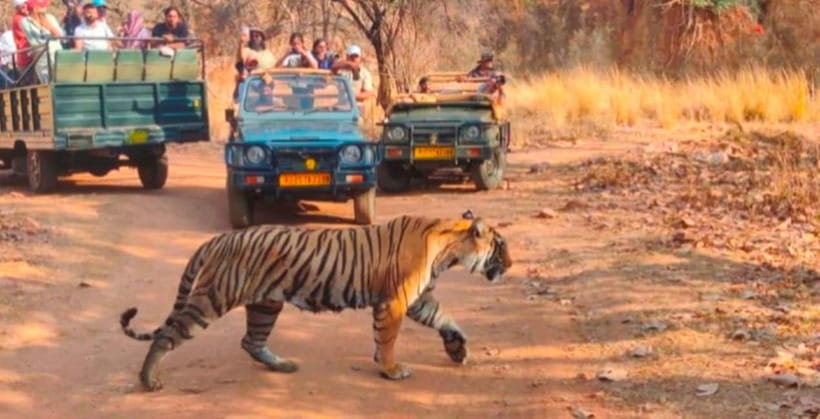Canter Safari: Skip-the-line Entry Ranthambore Tiger Reserve - Why Ranthambore is worth a safari