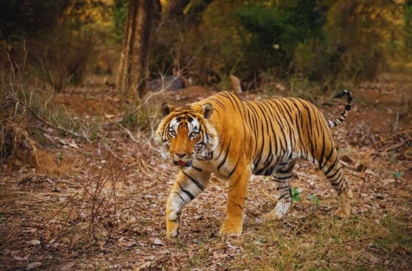 Canter Safari: Skip-the-line Entry Ranthambore Tiger Reserve - Beyond tigers: deer, crocodiles, and birds
