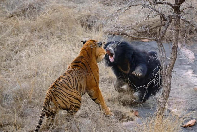 Canter Safari: Skip-the-line Entry Ranthambore Tiger Reserve - The scenery between animal sightings