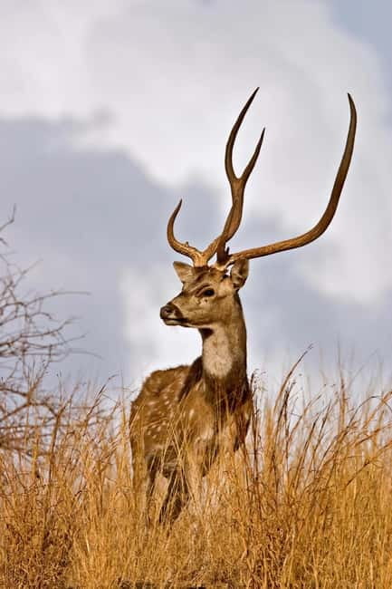 Canter Safari: Skip-the-line Entry Ranthambore Tiger Reserve - What the $27 price really covers