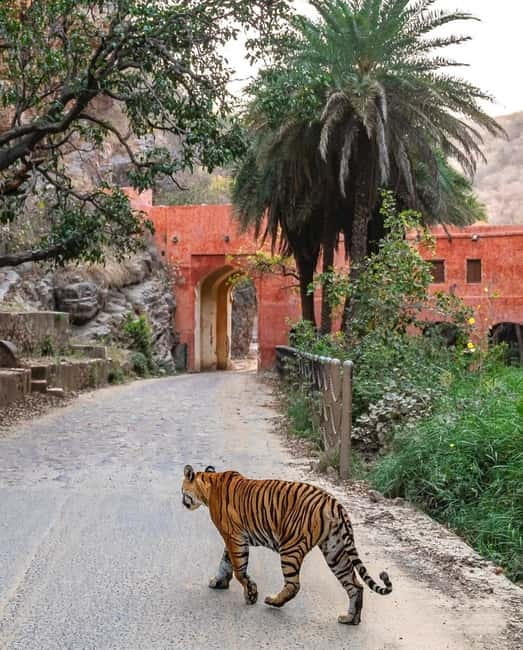 Canter Safari: Skip-the-line Entry Ranthambore Tiger Reserve - Getting to Ranthambore