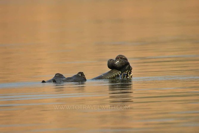 Chambal River Safari - Key points to know before you book