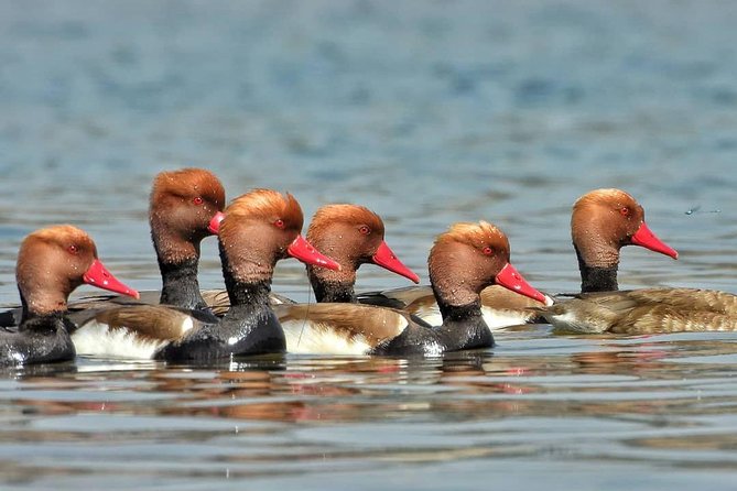 Chambal River Safari - The 130-kilometer journey from Agra