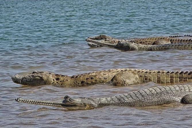 Chambal River Safari - Is $83.87 per person fair?