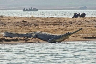 Chambal River Safari