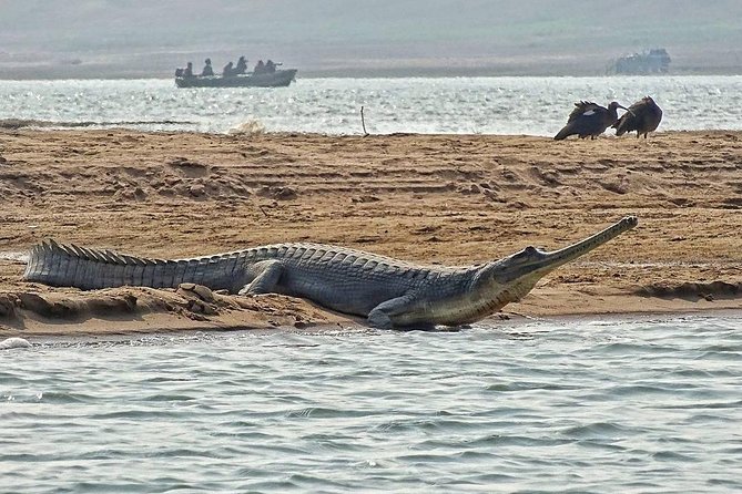 Chambal River Safari - Arriving at the National Chambal Wildlife Sanctuary