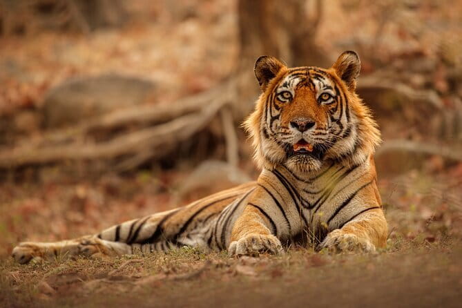 Day Trip from Jaipur to Ranthambore Safari - Jaipur to Ranthambore: a very long day with a clear purpose