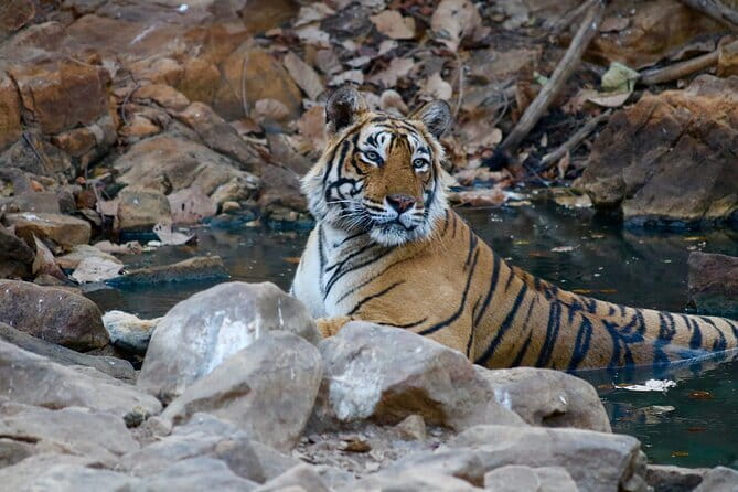 Day Trip from Jaipur to Ranthambore Safari - The morning pickup and three-hour road ride
