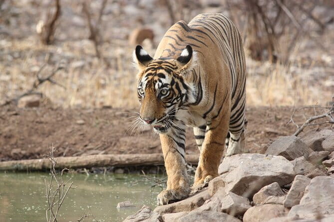 Day Trip from Jaipur to Ranthambore Safari - Who will get the most from this day trip