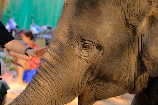 Day Trip to an Elephant Conservation and Care Center near Agra - Why this elephant visit matters in Agra