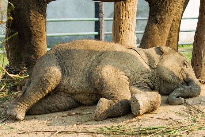 Day Trip to an Elephant Conservation and Care Center near Agra - Leaving Agra at 9:00 in a private car