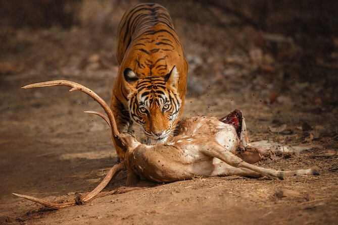 Day Trip to Ranthambore Tiger Reserve from Jaipur - The real shape of this Jaipur wildlife day
