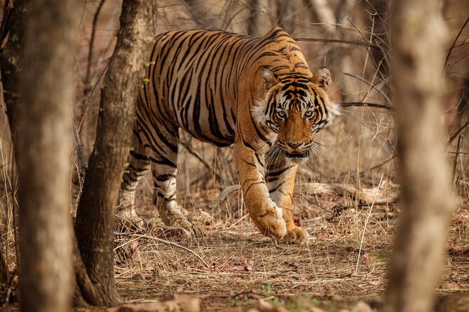 Day Trip to Ranthambore Tiger Reserve from Jaipur - Ranthambore Fort and the cultural side trip