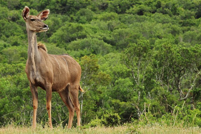 Day Trip to Ranthambore Tiger Reserve from Jaipur - What the $90.78 price buys you