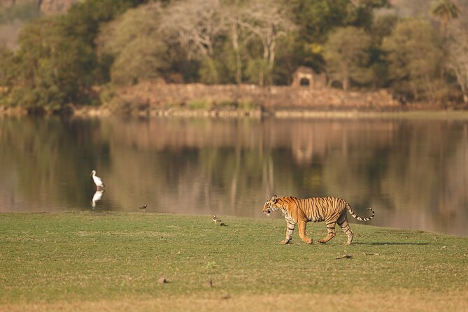 Day Trip to Ranthambore Tiger Reserve from Jaipur - Who will get the most from this trip