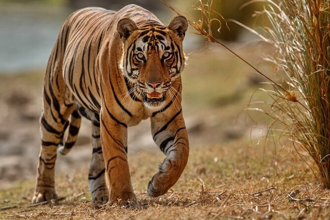 Day Trip to Ranthambore Tiger Reserve from Jaipur - Booking details that can affect the day