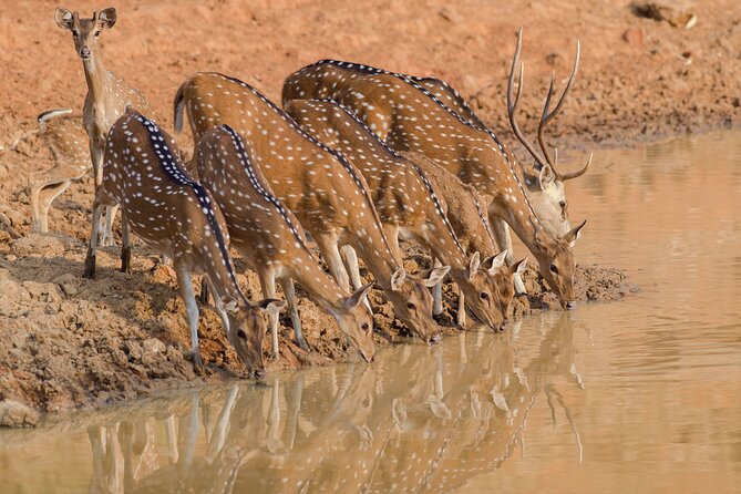 Day Trip to Ranthambore Tiger Reserve from Jaipur - Jeep or Canter: what the choice means