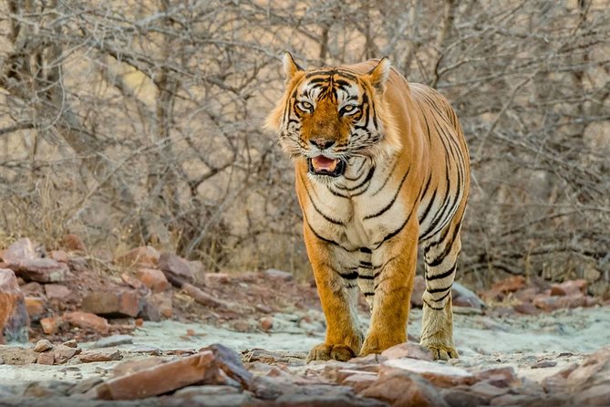 Day Trip to Ranthambore Tiger Safari from Jaipur - Key points to know before booking