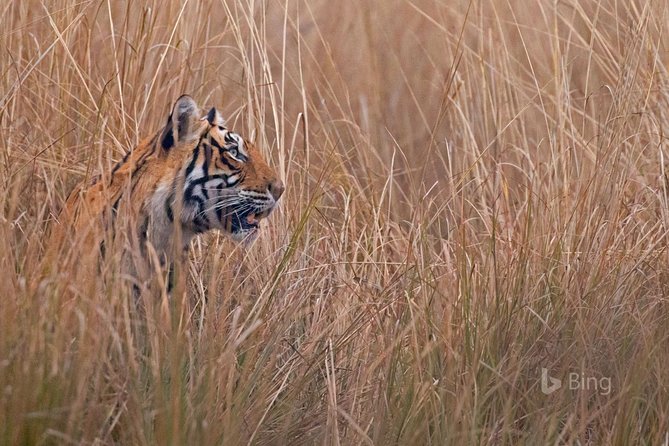 Day Trip to Ranthambore Tiger Safari from Jaipur - Practical details before you commit