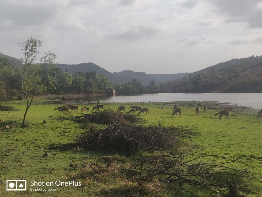 Delhi: Private 3-Days Jaipur & Ranthambore Tiger Safari Tour - Why this three-day route works