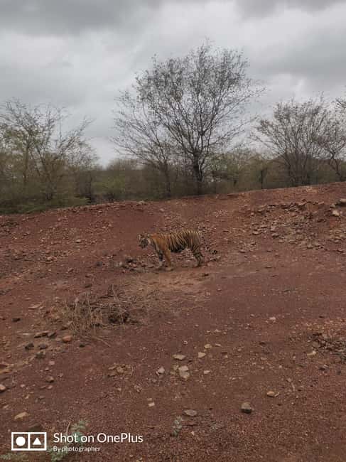 Delhi: Private 3-Days Jaipur & Ranthambore Tiger Safari Tour - Overnight arrangements and the food upgrade