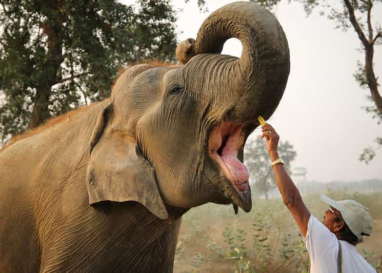 Delhi: Sunrise Taj Mahal & Elephant SOS Tour with Transfers - Agra Fort and its Mughal story