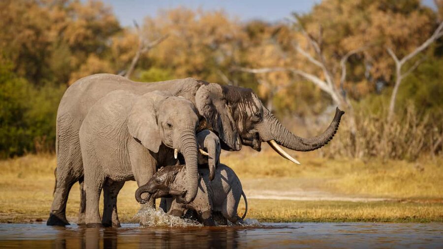 Delhi to Ranthambhore Overnight Tour/Tiger Safari By Car - Key points to know before booking