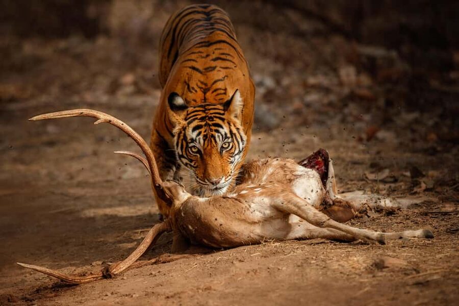 Delhi to Ranthambhore Overnight Tour/Tiger Safari By Car - Why Ranthambore is worth the long ride from Delhi