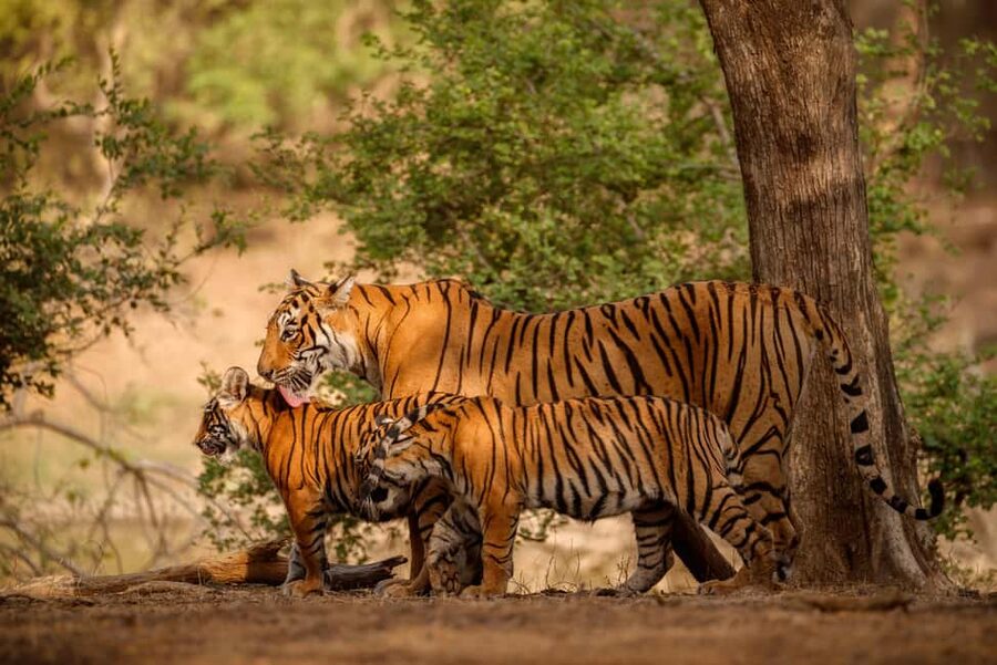 Delhi to Ranthambhore Overnight Tour/Tiger Safari By Car - Day one: hotel arrival, lunch, and the first safari