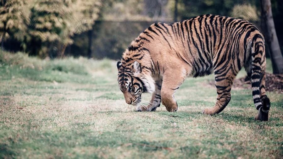 Delhi to Ranthambhore Overnight Tour/Tiger Safari By Car - Ranthambore Fort and the temple above the park