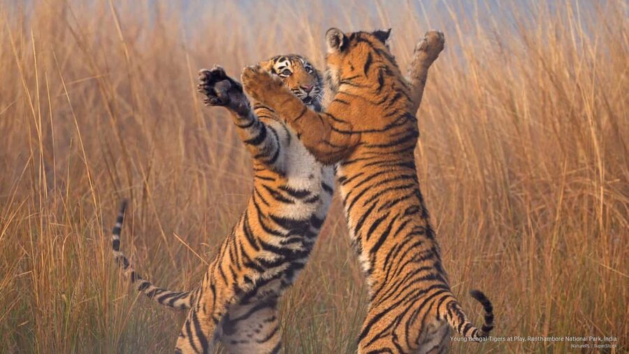 Delhi to Ranthambhore Overnight Tour/Tiger Safari By Car - Getting from Delhi to the Ranthambore area