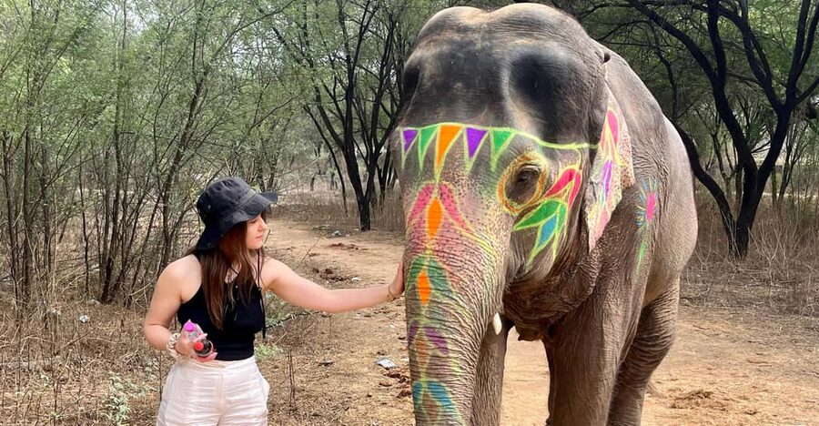 Elefun Best Elephant Sanctuary in Jaipur - Meeting Jaipur’s elephants without a ride