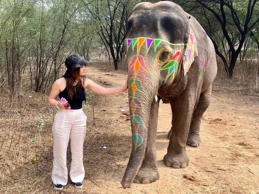 Elefun Best Elephant Sanctuary in Jaipur - The first meeting: letting the elephant get used to you